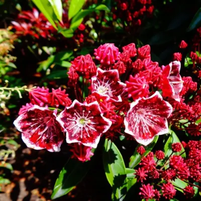 Кальмия КАРДИНАЛ в Калуге