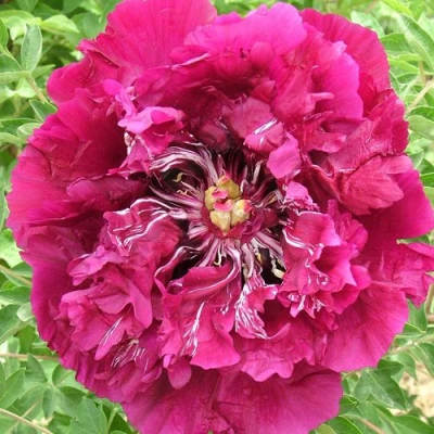 Пион ПУРПУРНЫЙ ОКЕАН древовидный в Калуге