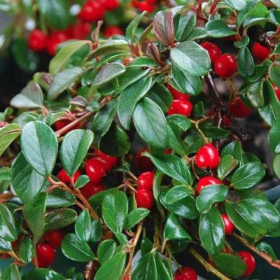 Кизильник Даммера в Калуге