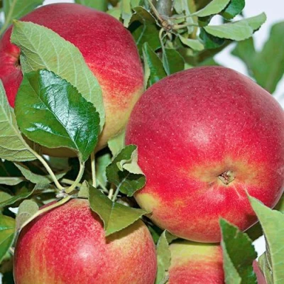 Яблоня СЕНАТОР колонновидная в Калуге