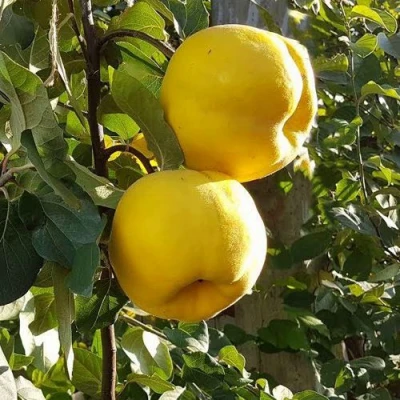 Айва МАРИЯ в Калуге