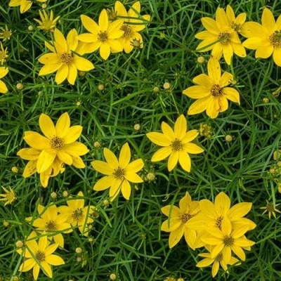 Кореопсис мутовчатый в Калуге