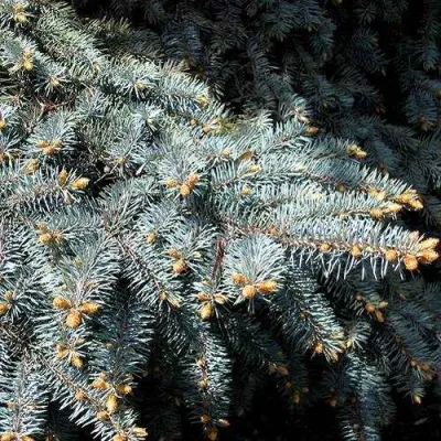 Ель НАНА сизая в Калуге