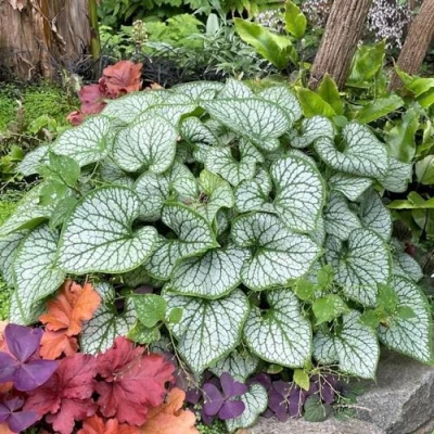 Бруннера ДЖЭК ФРОСТ в Калуге