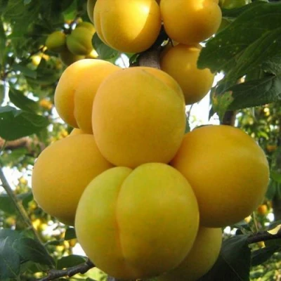 Слива ЛОДВА в Калуге