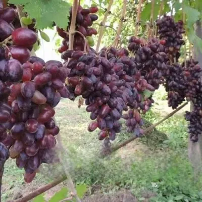 Виноград БАЙКОНУР в Калуге