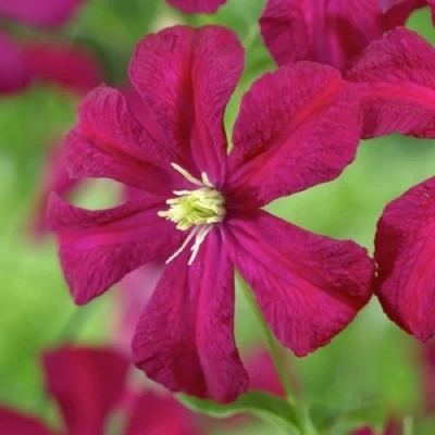 Клематис МАДАМ ДЖУЛИЯ КОРРЕВОН в Калуге