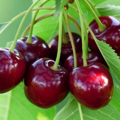 Дюк ЖИВИЦА (ЧЕРЕВИШНЯ) в Калуге
