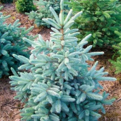 Ель КЕЙБАБ колючая в Калуге