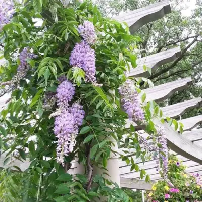 Глициния макростахия БЛЮ МУН в Калуге