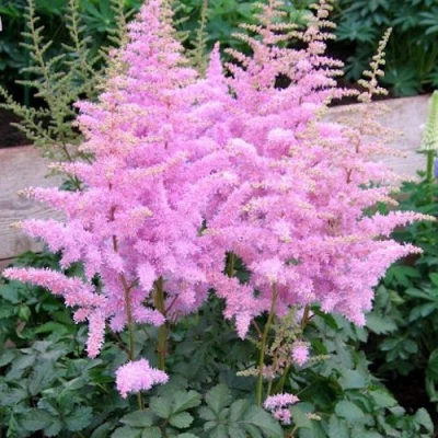Астильба ГИАЦИНТ Арендса в Калуге
