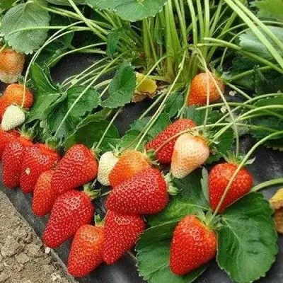 Клубника РОКСАНА в Калуге