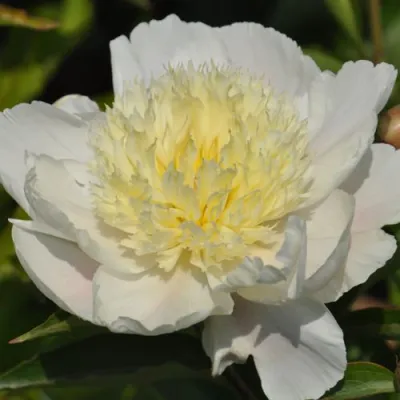 Пион ЗОЛОТАЯ ШПИЛЬКА травянистый в Калуге