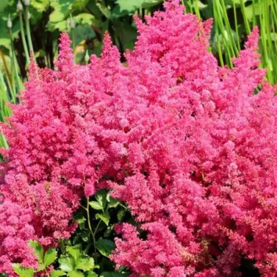Астильба САННИ ДЕЙ гибридная в Калуге
