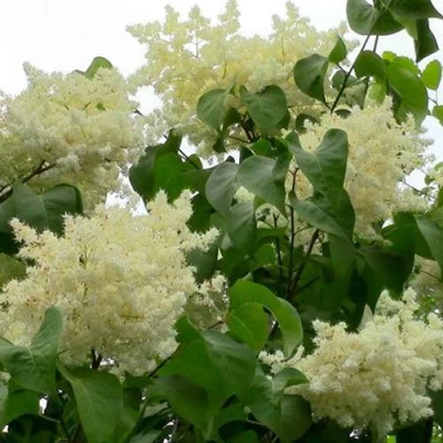Сирень АМУРСКАЯ в Калуге