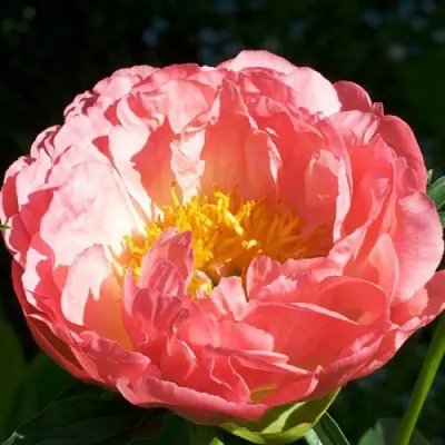 Пион КОРАЛ БИЧ травянистый в Калуге