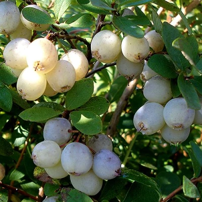 Голубика СНЕГУРОЧКА в Калуге