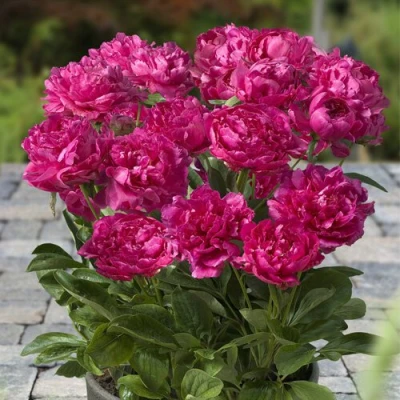 Пион ЛОНДОН травянистый в Калуге