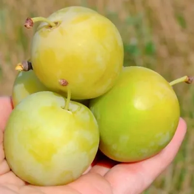 Слива РЕНКЛОД ранний в Калуге