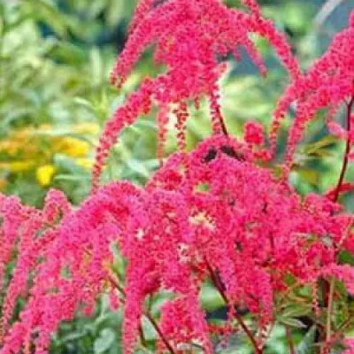 Астильба РЕД ЧАРМ Арендса в Калуге