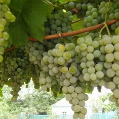 Виноград АНАНАСНЫЙ РАННИЙ в Калуге