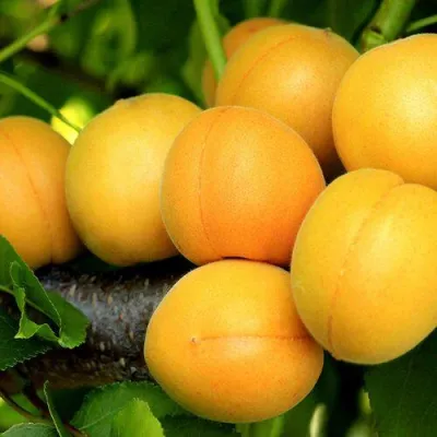 Абрикос ЦАРСКИЙ в Калуге