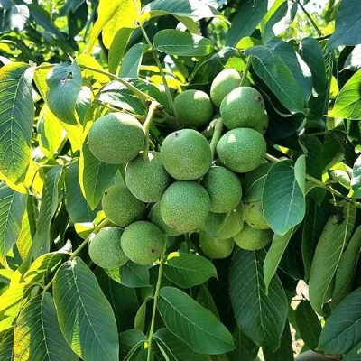 Грецкий орех  ИЗЯЩНЫЙ в Калуге