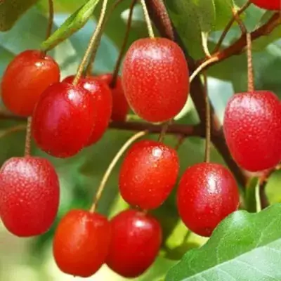 Гуми ТАИСА (ЛОХ МНОГОЦВЕТКОВЫЙ) в Калуге