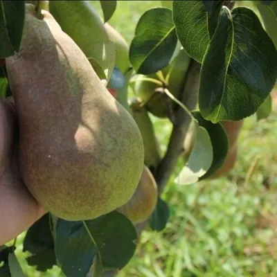 Груша БРЯНСКАЯ КРАСАВИЦА в Калуге