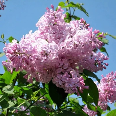 Сирень БУФФОН в Калуге