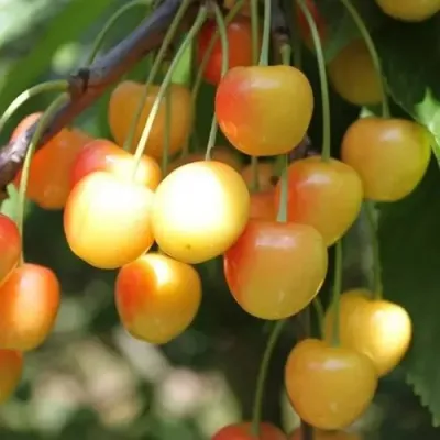 Черешня ЯНТАРНАЯ в Калуге