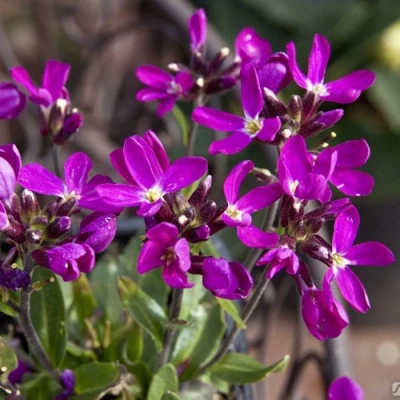 Арабис РОУЗ делайт в Калуге