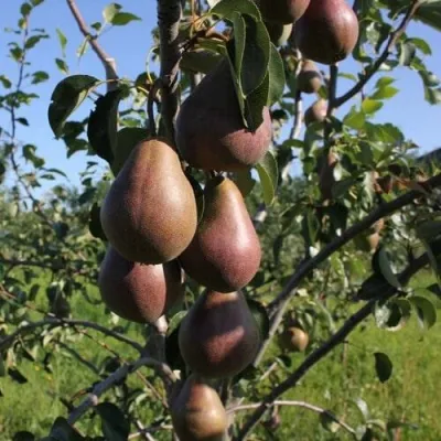 Груша БРЯНСКАЯ КРАСАВИЦА в Калуге