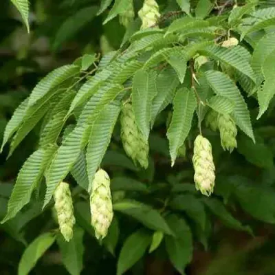 Граб японский в Калуге