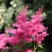 Астильба САННИ ДЕЙ гибридная в Калуге