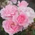 Роза БОНИКА флорибунда в Калуге