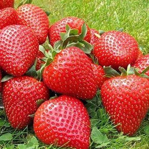 Клубника ЭЛИАНЕ  Клубника ЭЛИАНЕ в Калуге