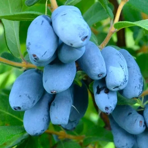 Жимолость съедобная СЕРДЦЕ ГИГАНТА  Жимолость съедобная СЕРДЦЕ ГИГАНТА в Калуге