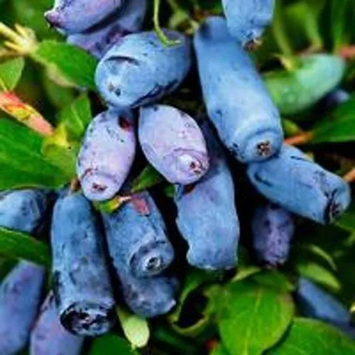 Жимолость съедобная ВОЛХОВА  Жимолость съедобная ВОЛХОВА в Калуге