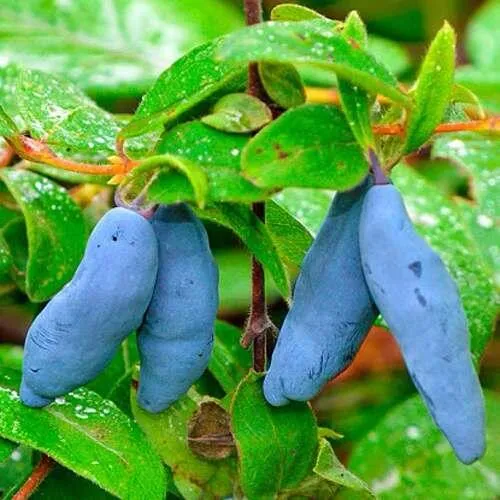 Жимолость съедобная МОРЕНА  Жимолость съедобная МОРЕНА в Калуге