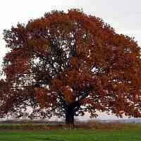 Дуб скальный  Дуб скальный в Калуге