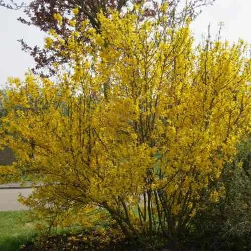 Форзиция КАМСОН промежуточная  Форзиция КАМСОН промежуточная в Калуге