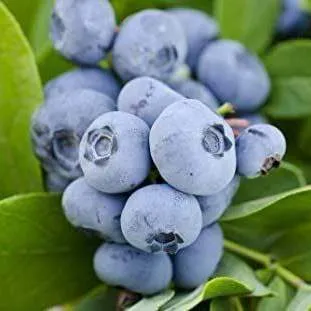 Ранние сорта  Ранние сорта в Калуге