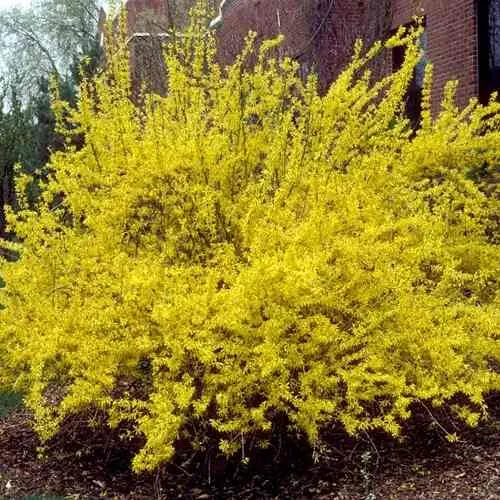 Форзиция ТАРАНДТ промежуточная  Форзиция ТАРАНДТ промежуточная в Калуге