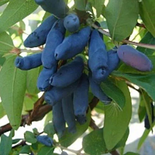 Жимолость съедобная ГОРДОСТЬ БАКЧАРА  Жимолость съедобная ГОРДОСТЬ БАКЧАРА в Калуге