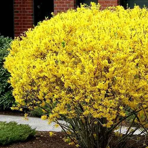 Форзиция ЛИНВУД  Форзиция ЛИНВУД в Калуге