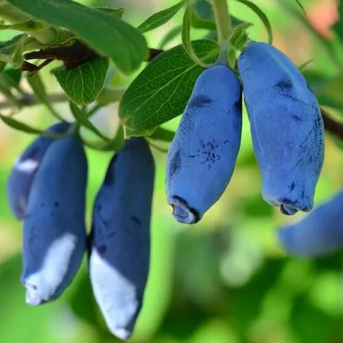 Жимолость съедобная ТРУЖЕНИЦА  Жимолость съедобная ТРУЖЕНИЦА в Калуге