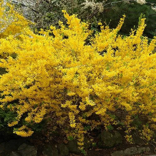 Форзиция ГОЛДЗАУБЕР средняя  Форзиция ГОЛДЗАУБЕР средняя в Калуге