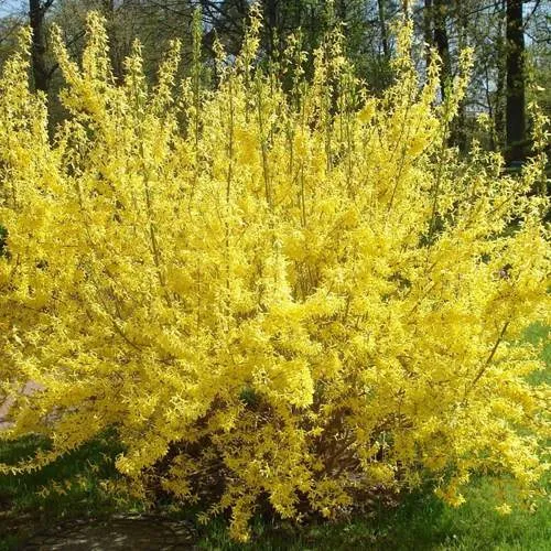 Форзиция ФОРЧУНА  Форзиция ФОРЧУНА в Калуге