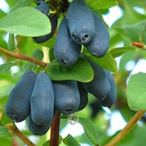 Жимолость съедобная ЮГАНА  Жимолость съедобная ЮГАНА в Калуге